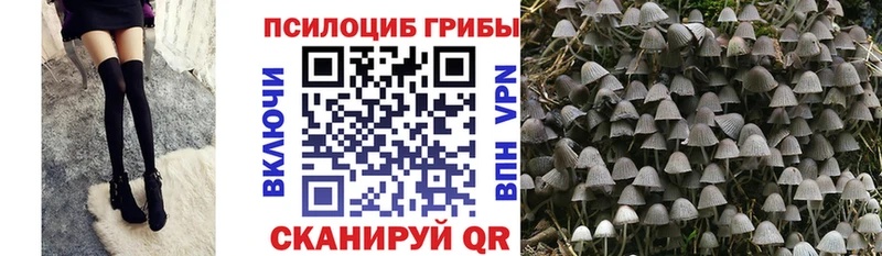 где найти наркотики  МЕГА ссылка  Псилоцибиновые грибы Psilocybine cubensis  Балашов 